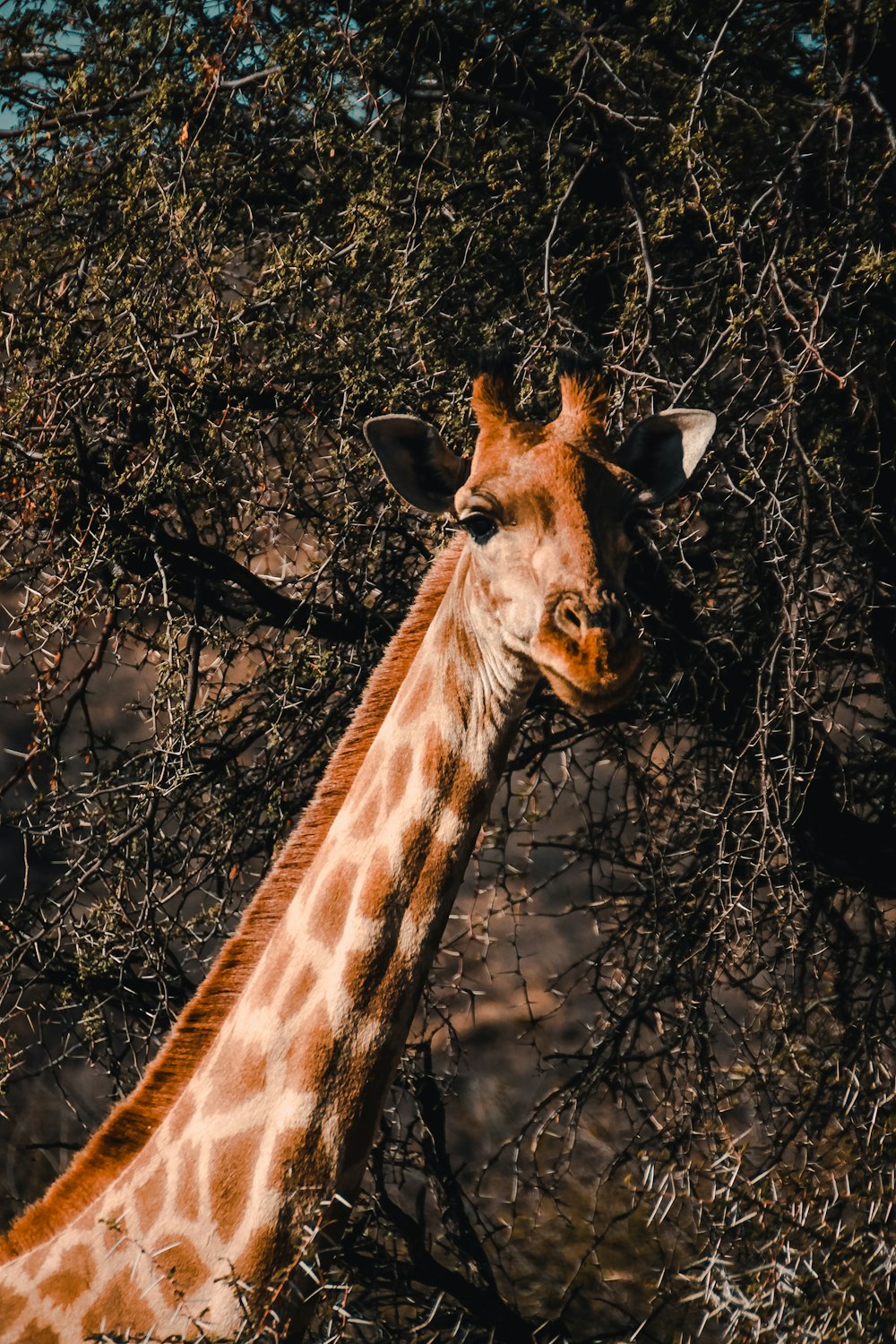 giraffe near tree during day