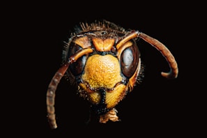 brown insect