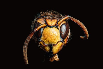 brown insect