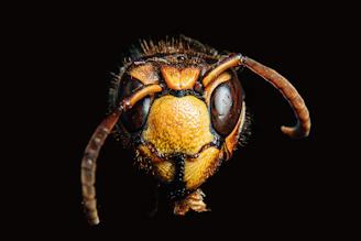 brown insect
