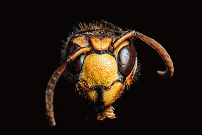 Soul Signs of "Irritants": Wasp