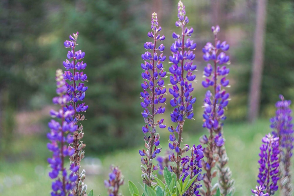 purple petaled flowers