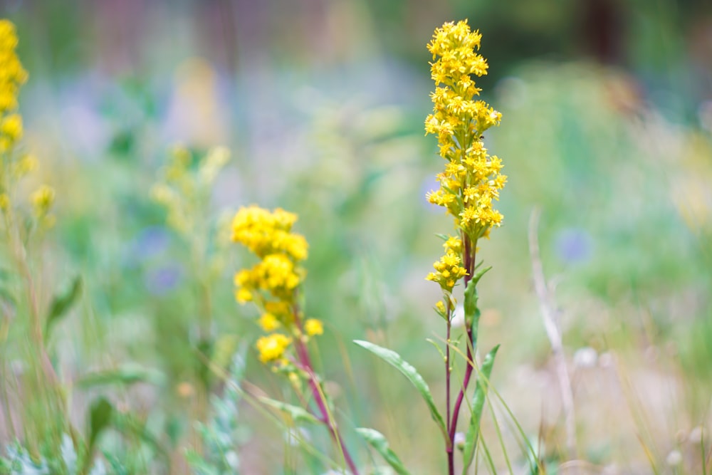 yellow flowers during day