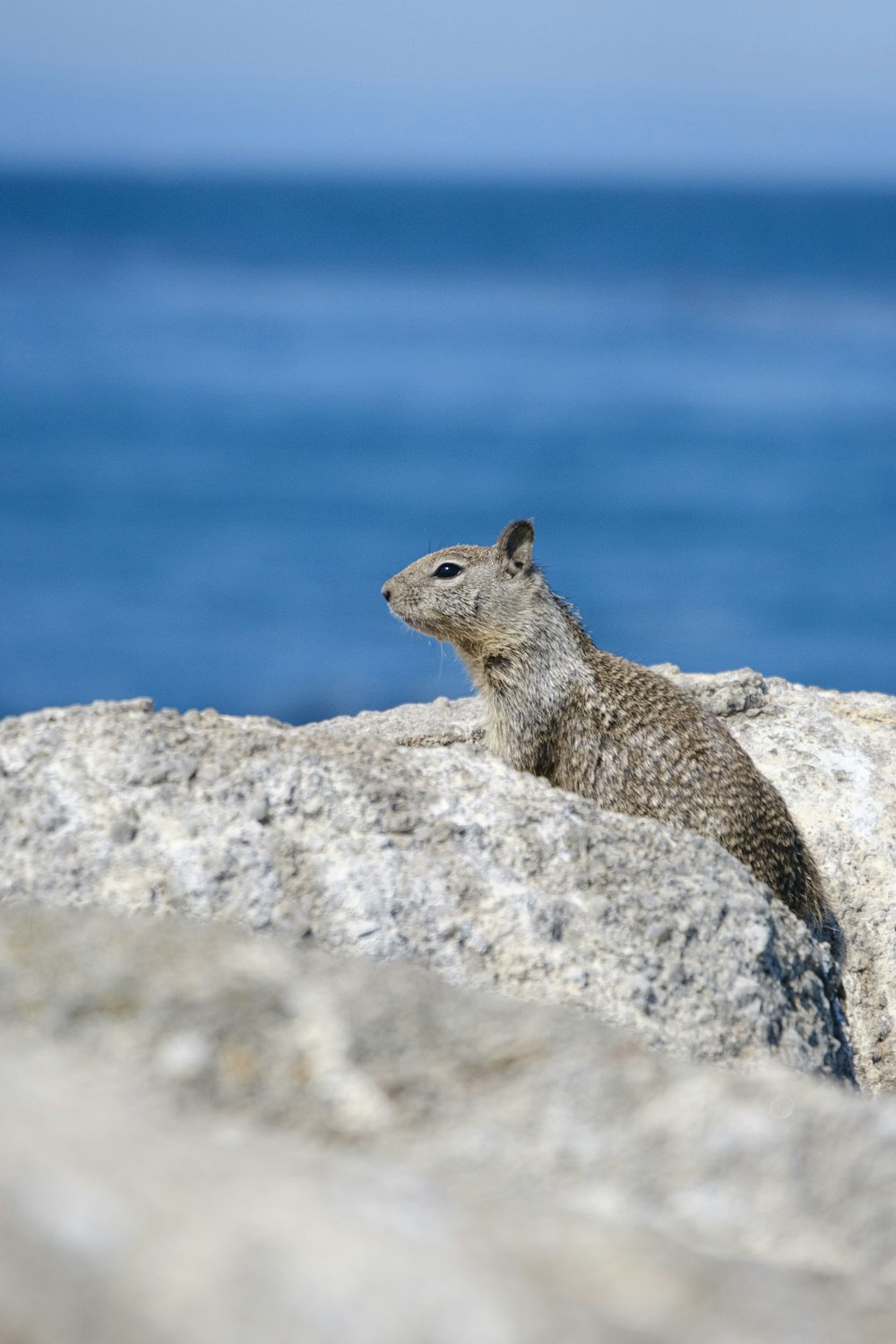 brown rodent on rock