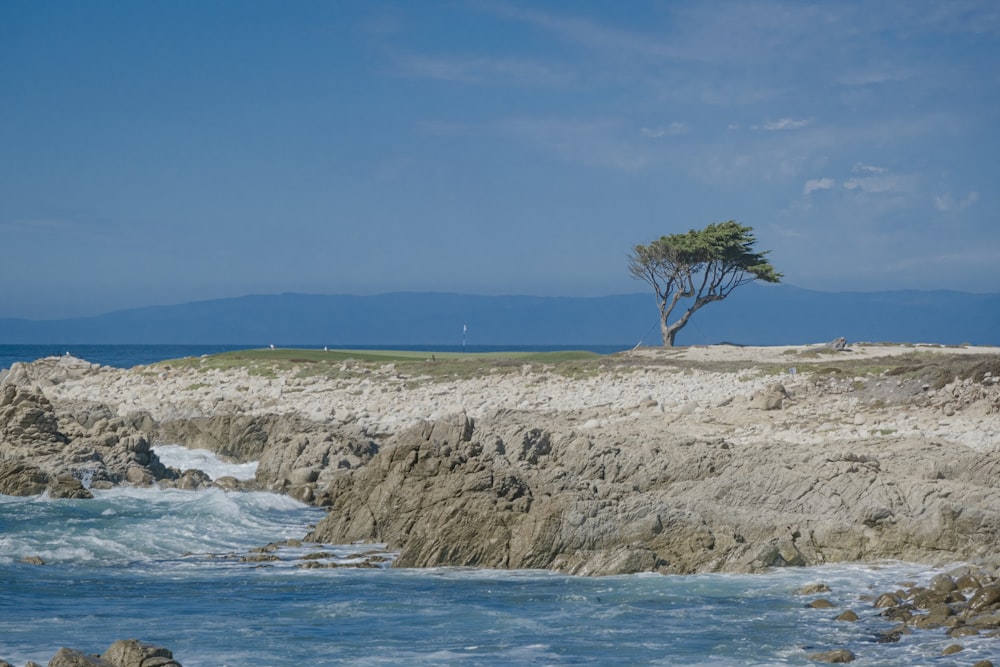 tree on rock and grass seashore during day
