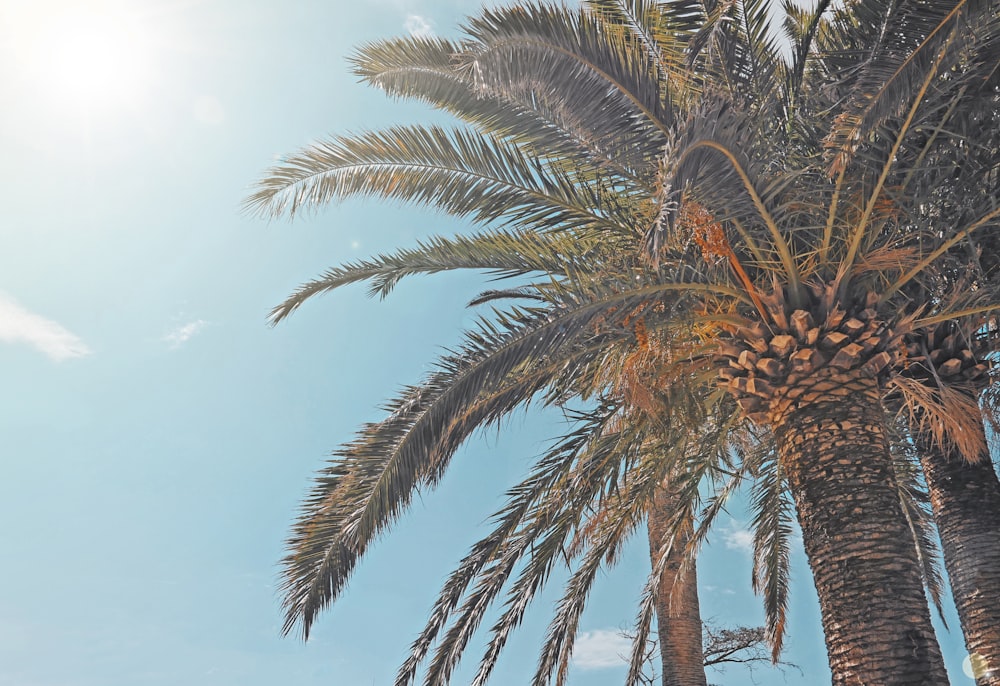 macro photography of green palm trees