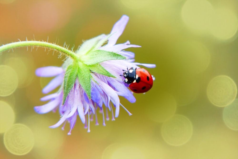 ladybug perched on flower
