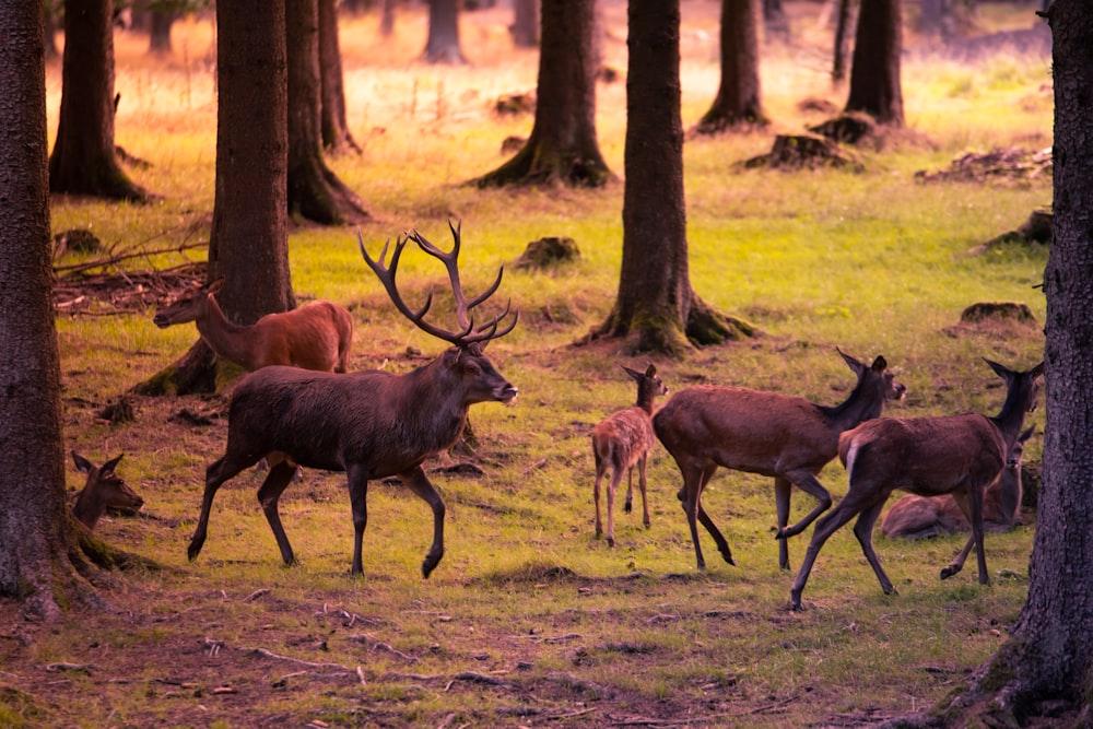 group of deer on grass and tree covered field