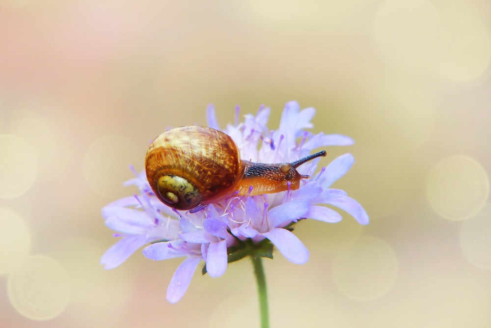 snail on purple flower