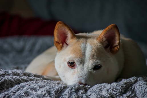 A light-colored dog with reddish-brown ears lies on a soft, textured grey blanket, gazing directly at the viewer with a calm and relaxed expression. The dog's fur is short and smooth, and the setting appears cozy and warm, with a blurred background.