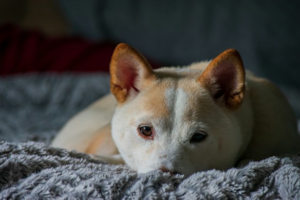 A light-colored dog with reddish-brown ears lies on a soft, textured grey blanket, gazing directly at the viewer with a calm and relaxed expression. The dog's fur is short and smooth, and the setting appears cozy and warm, with a blurred background.