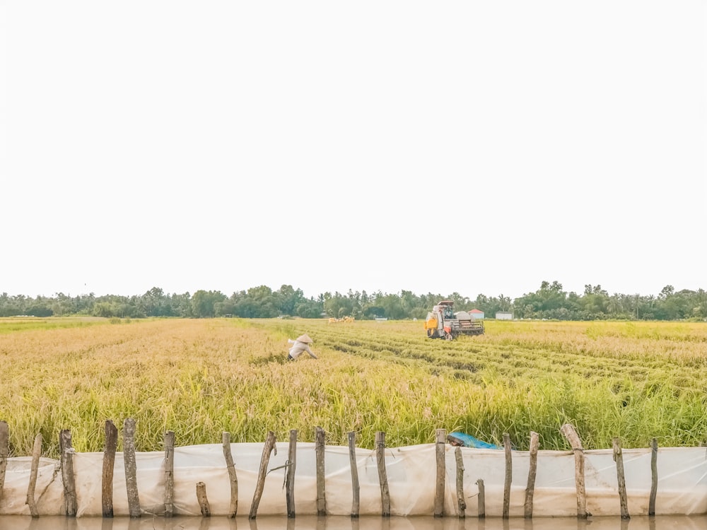 brown farming equipment harvesting on rice field during daytime