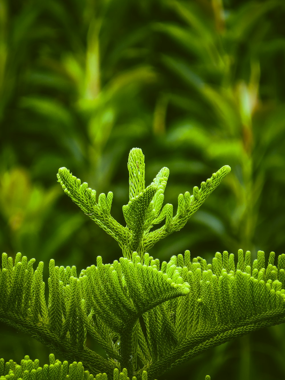 grünblättrige Pflanze