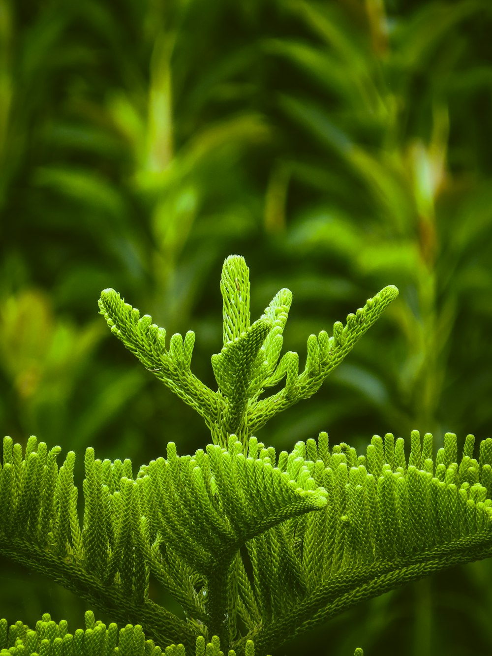 green leafed plant