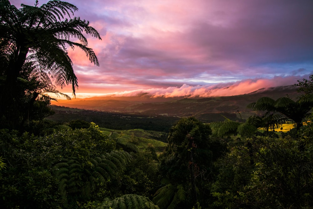 trees on mountain at daytime