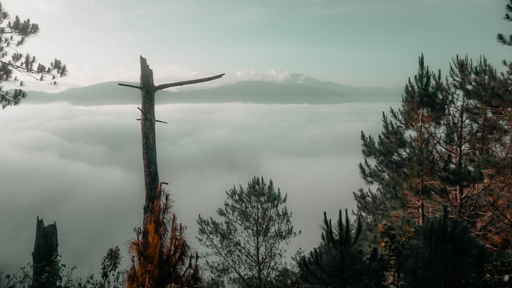 forest covered in fog