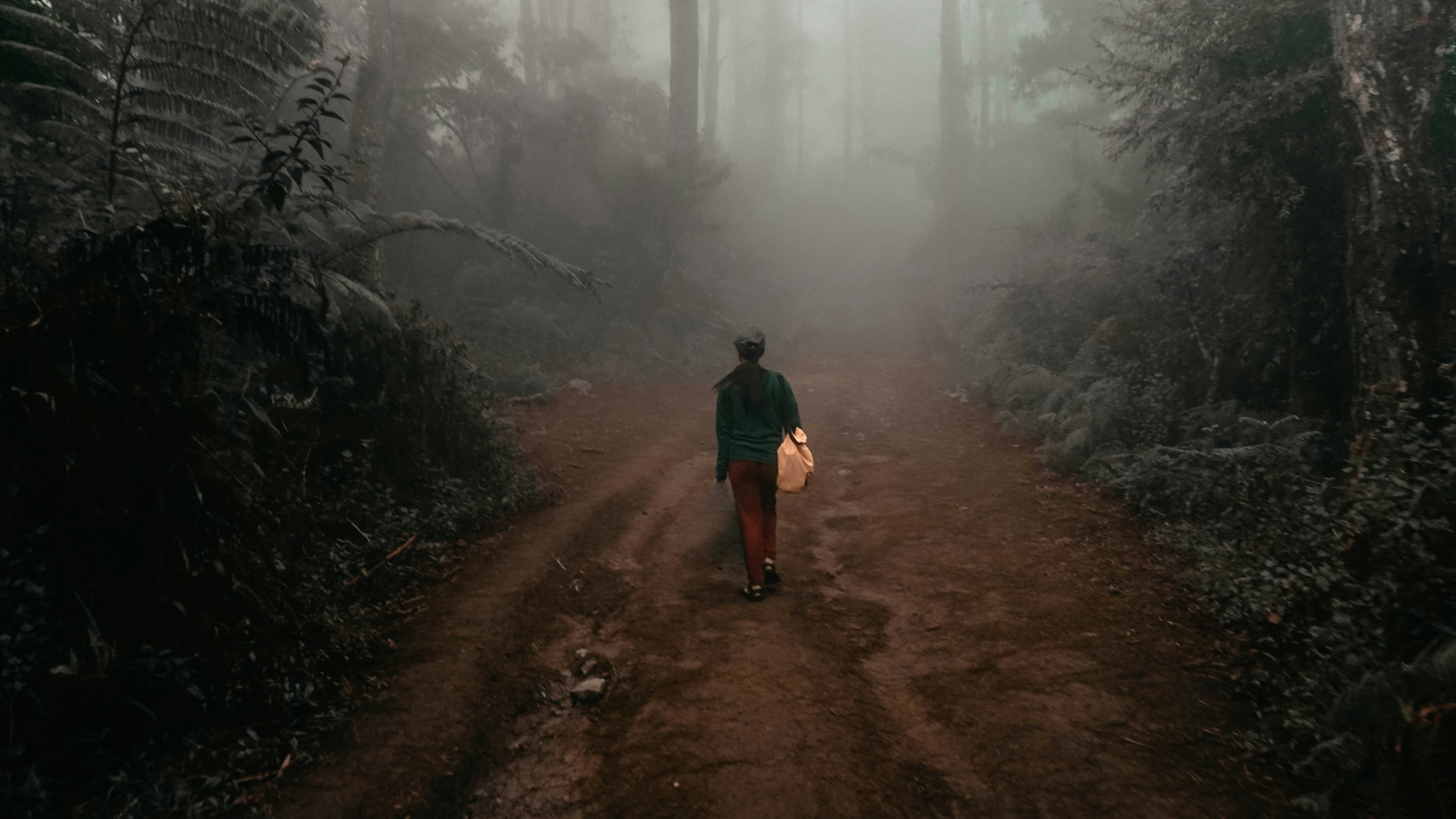 person walking going on foggy forest