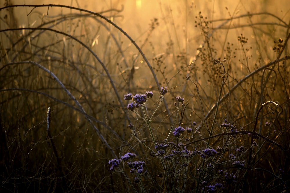 purple flowers