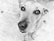 A close-up black and white photograph of a dog looking directly at the camera with a curious and gentle expression. The dog's facial features, including its eyes, nose, and ears, are prominently displayed against a blurred background.