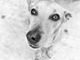 A close-up black and white photograph of a dog looking directly at the camera with a curious and gentle expression. The dog's facial features, including its eyes, nose, and ears, are prominently displayed against a blurred background.