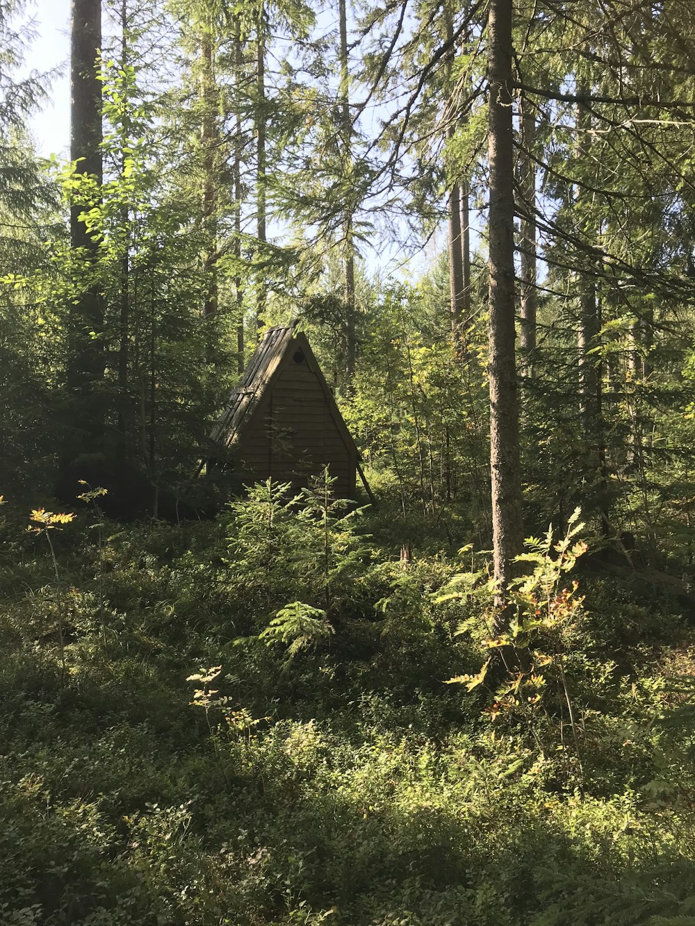 brown wooden cabin at middle of trees