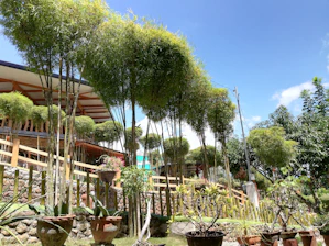 An eco-friendly garden featuring bamboo landscaping.