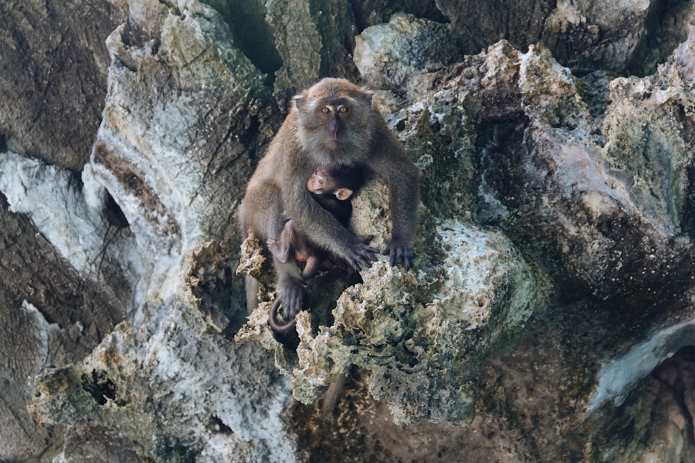 closeup photography of gray monkey