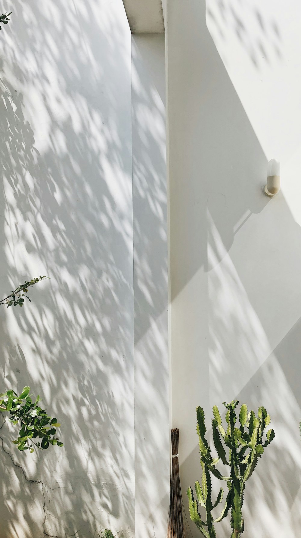 a house with a white wall and a cactus