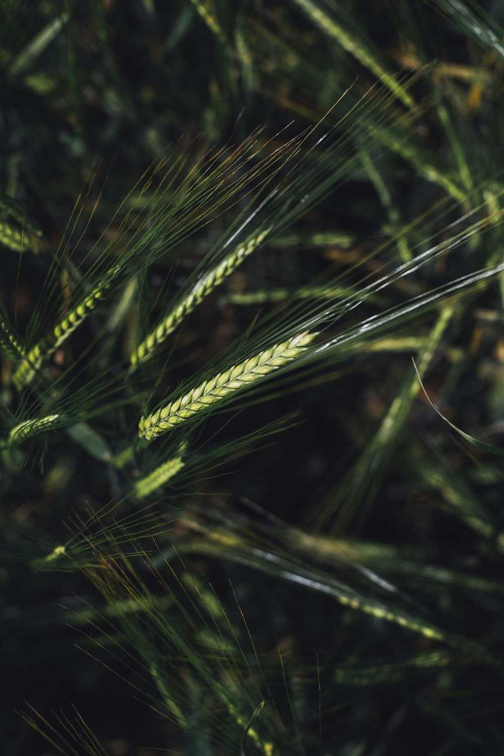 Photographie en gros plan d’une plante à feuilles vertes