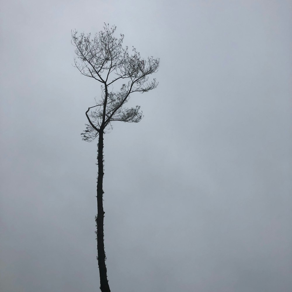tree on cloudy day