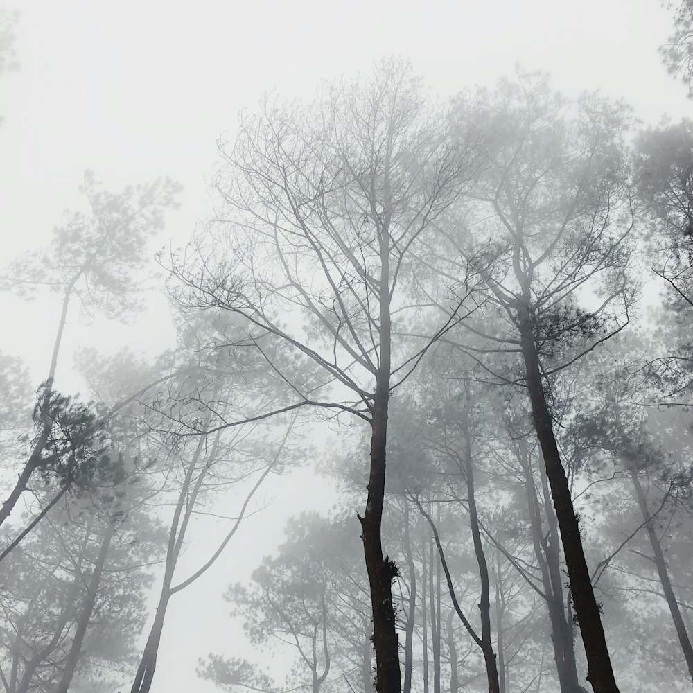 low angle photo of leafless trees