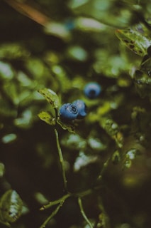 Two ripe blueberries are seen among lush green leaves. The image captures the berries close-up, with one in sharp focus and the others slightly blurred in the background. The foliage is dense and vibrant, contributing to a natural, forest-like setting.