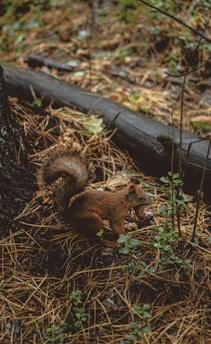 A squirrel is seen foraging among fallen leaves and pine needles on the forest floor. Surrounding the squirrel are scattered twigs and small plants, with a large dark log in the background framed by greenery.