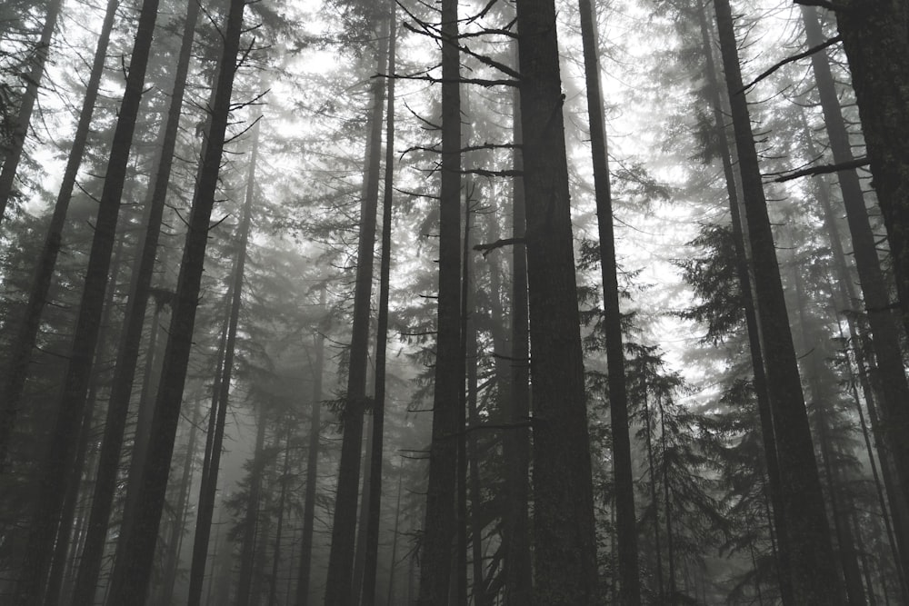 grayscale photography of trees