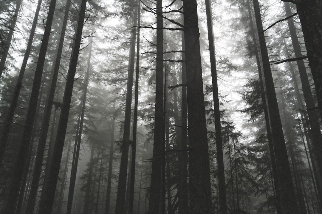grayscale photography of trees