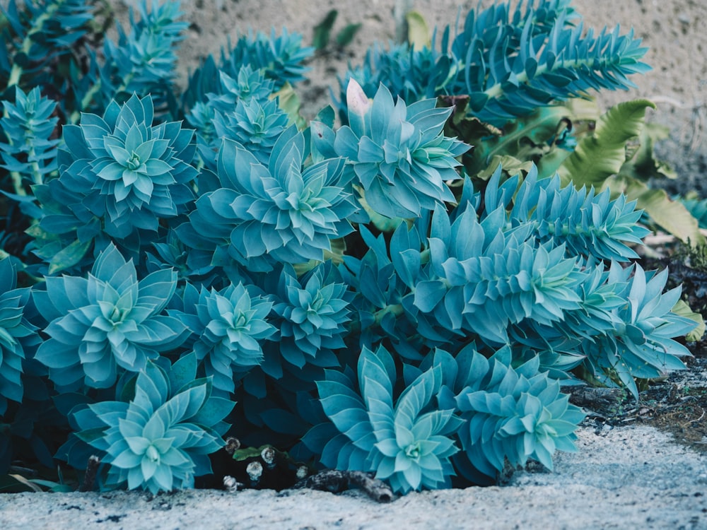 closeup photography of green leaf plant