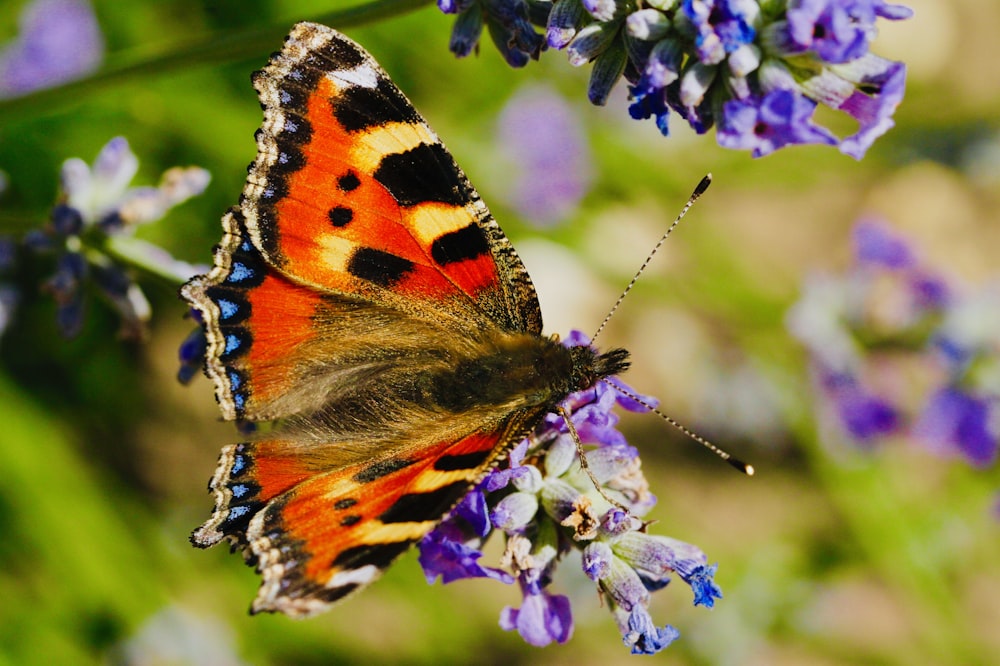 closeup photography of brown and red moth