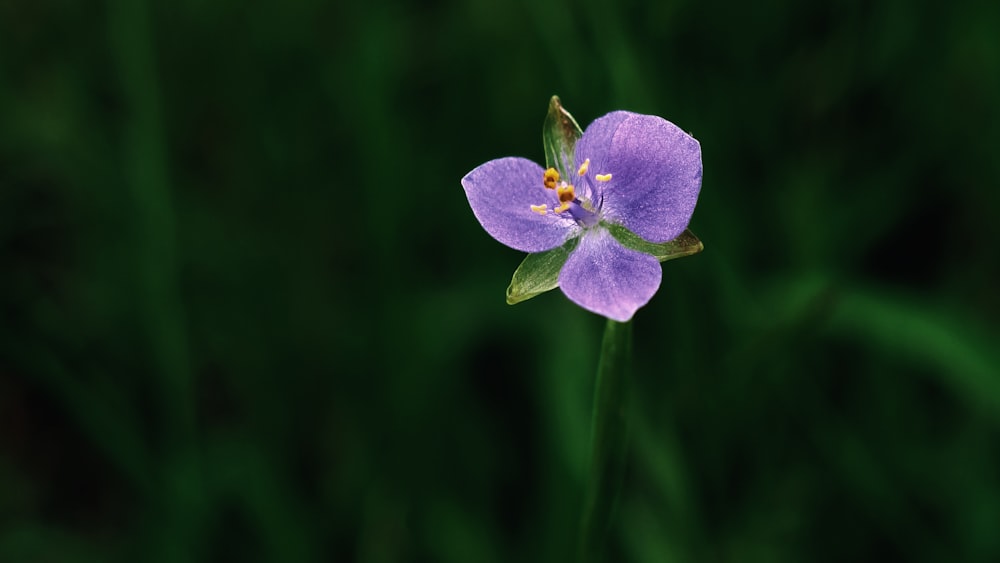 selective focus photo of purple-petaled flower