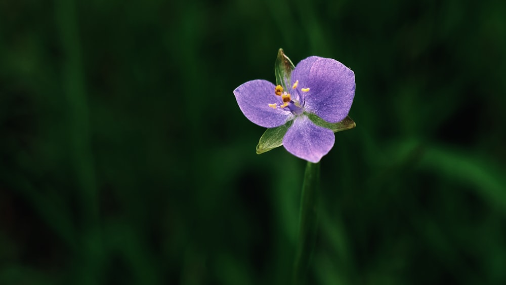 Foto di messa a fuoco selettiva di un fiore dai petali viola