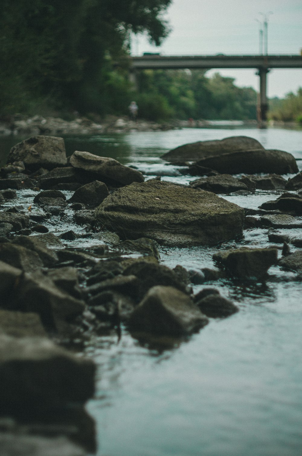 trees near bridge beside calm body of water