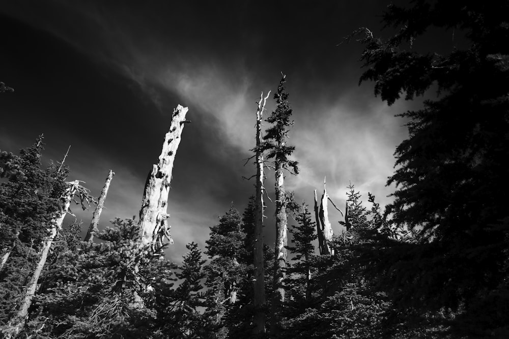 Foto en escala de grises de árboles