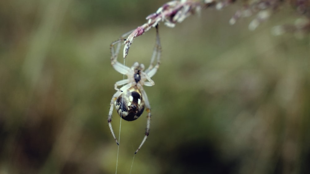 closeup photography of black barn spider