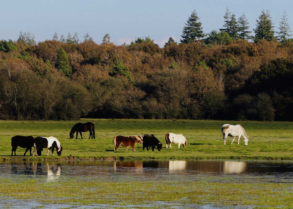 group of cows beside lake