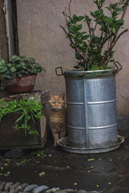 A curious orange kitten peeking out from behind a plant in a bright living room.