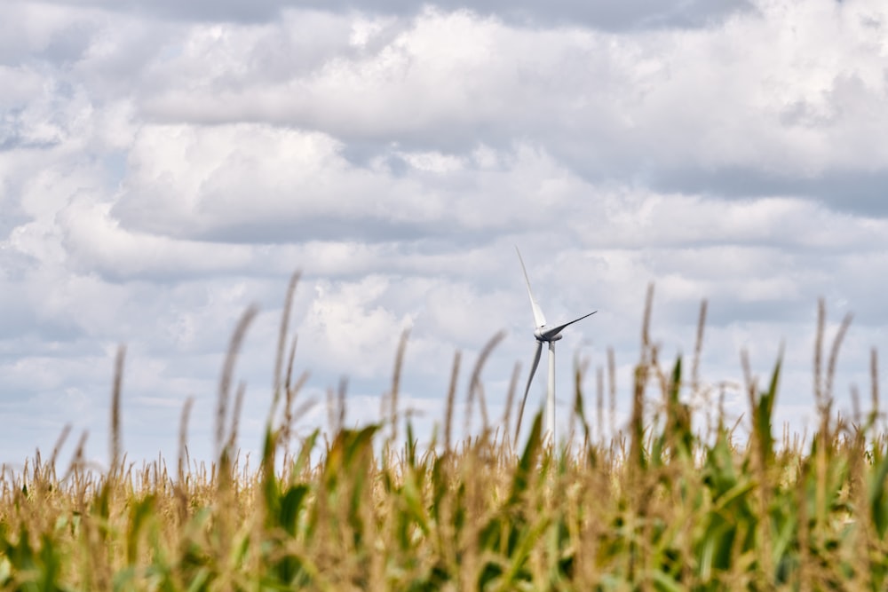 corn field near wind turbine at daytime