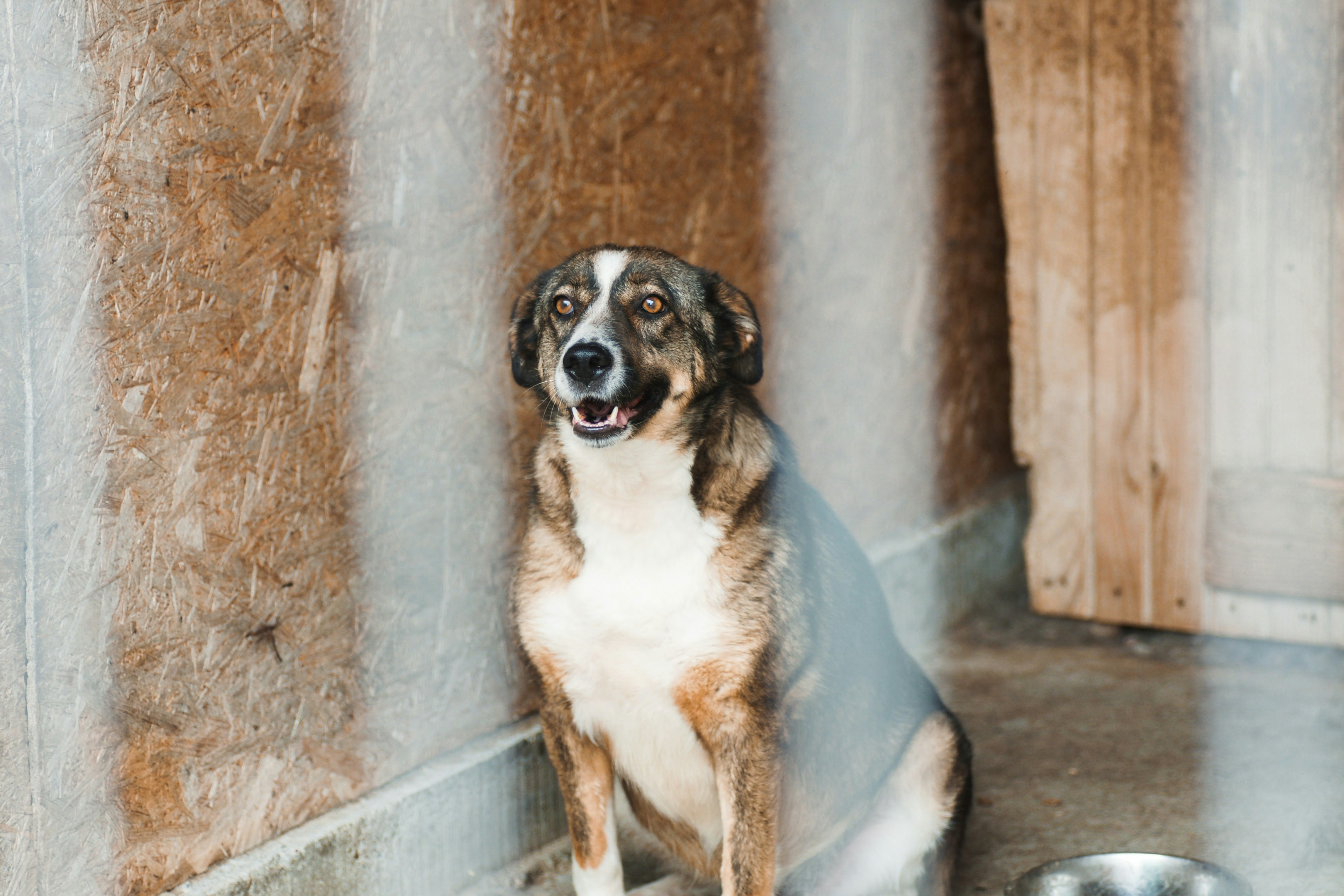 short-coated black and white dog