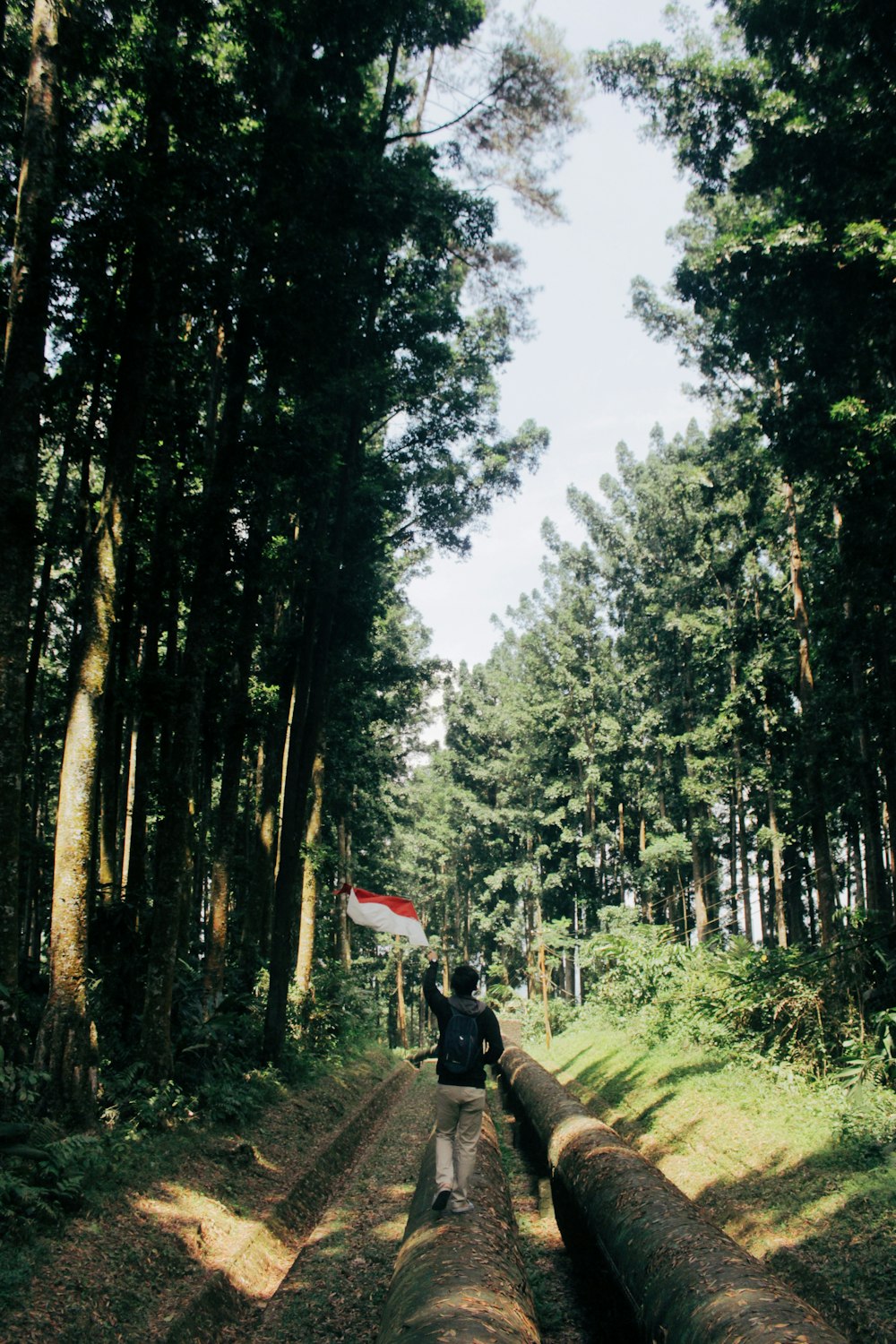 person walking between trees during daytime