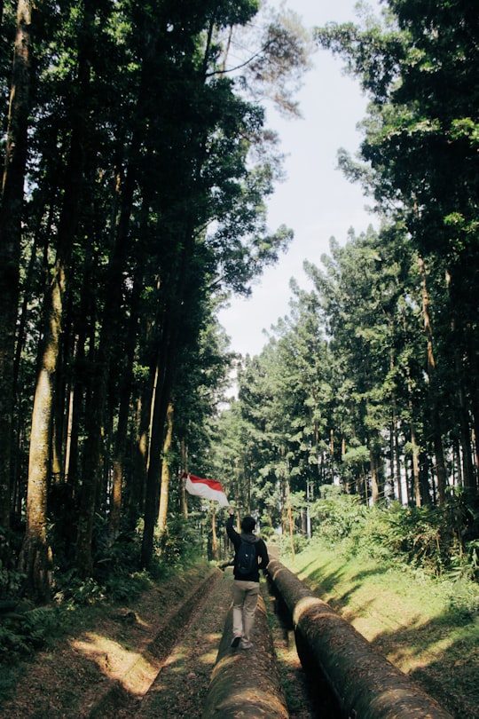 person walking between trees during daytime in Purwokerto Indonesia