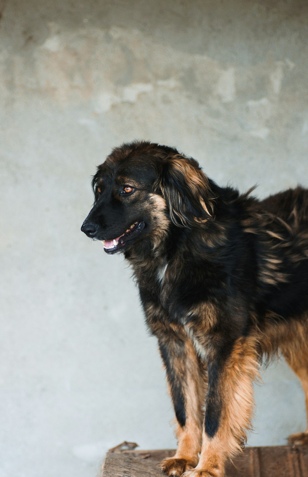 long-coated brown and black dog