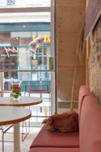A cozy corner with a notebook, coffee cup, and a sleeping rescue dog nearby.